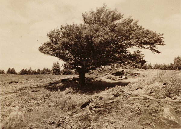 The Beech Tree 